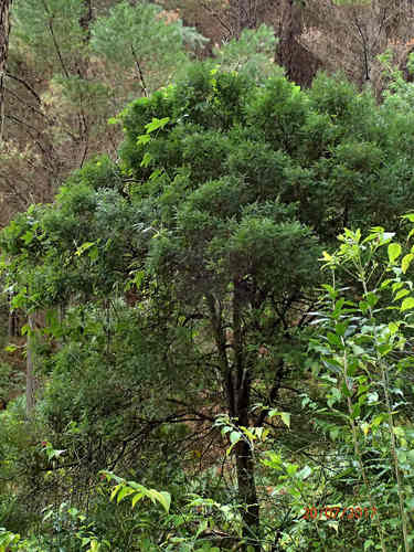 Prumnopitys taxifolia (Matai) — photo