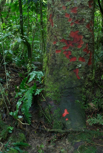 Prumnopitys taxifolia (Matai) — photo