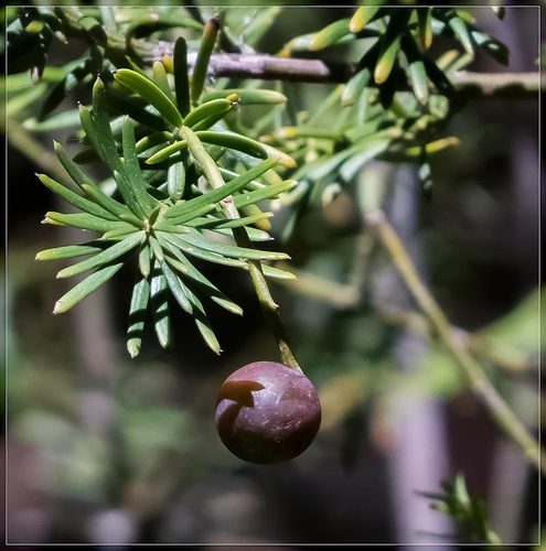 Prumnopitys taxifolia