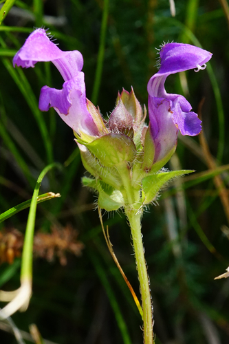 Prunella grandiflora (Bigflower Selfheal) — photo