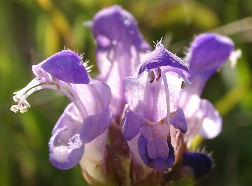 Prunella grandiflora (Bigflower Selfheal) — photo