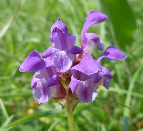 Prunella grandiflora