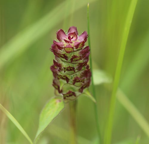 Prunella vulgaris