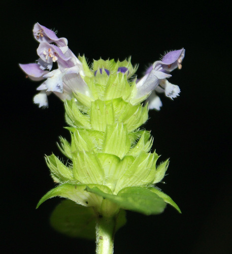 Prunella vulgaris (Self Heal) — photo
