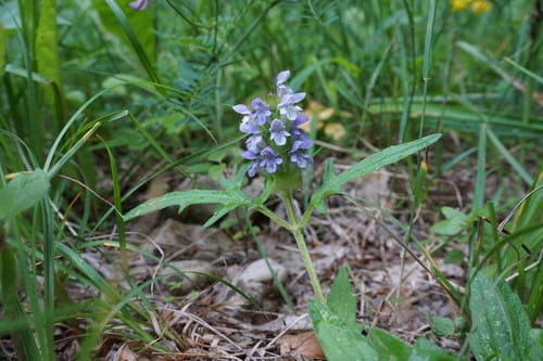 Prunella vulgaris subsp. asiatica (Carpenter Weed) — photo