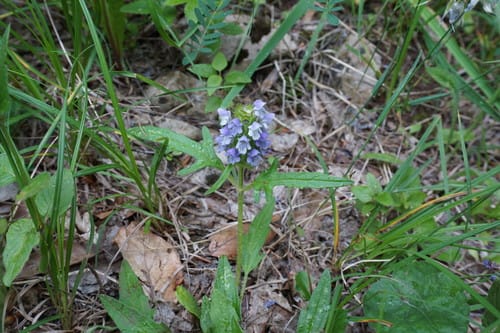 Prunella vulgaris subsp. asiatica