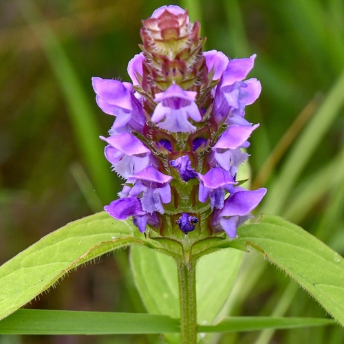 Prunella vulgaris (Self Heal) — photo