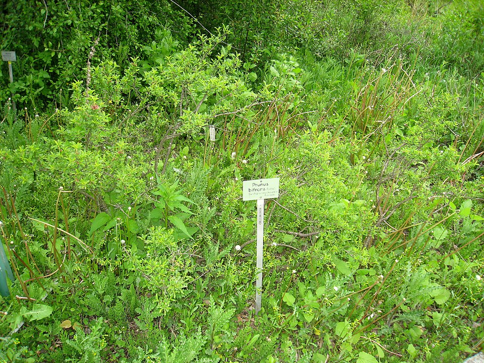 Prunus afghana