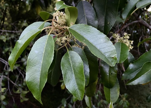 Prunus africana (Bitter almond) — photo