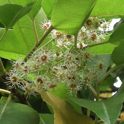 Prunus africana (Bitter almond) — photo