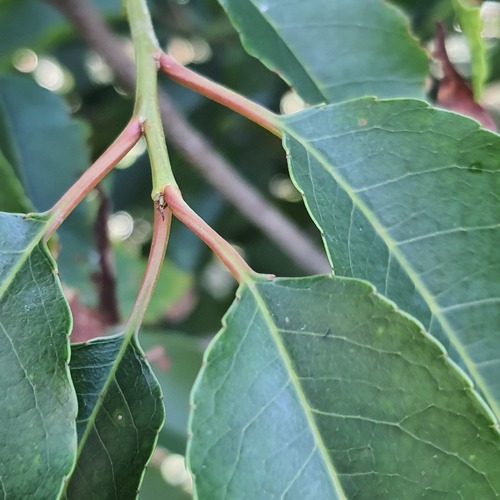 Prunus africana