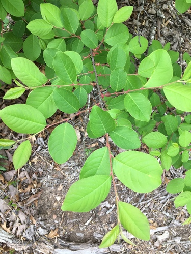 Prunus alabamensis (Alabama cherry) — photo