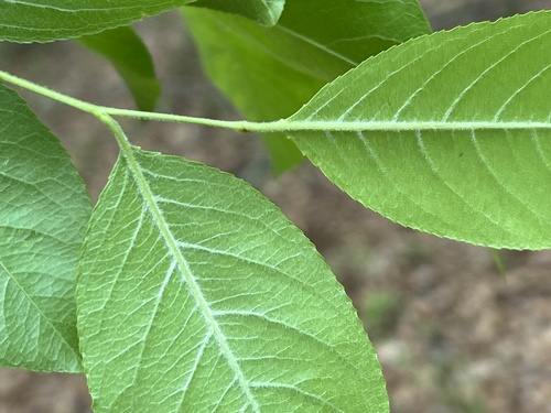 Prunus alabamensis (Alabama cherry) — photo