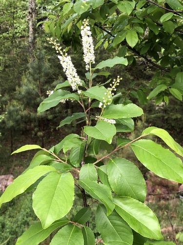 Prunus alabamensis