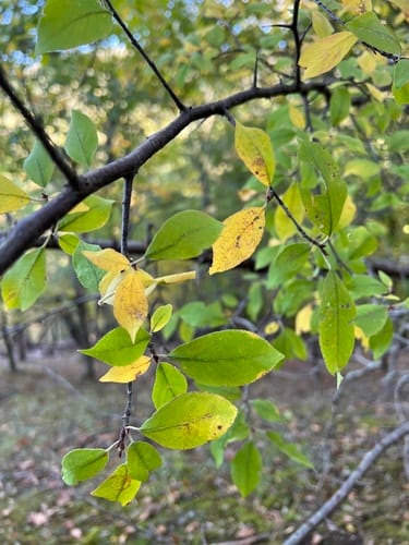 Prunus alleghaniensis (Allegheny plum) — photo