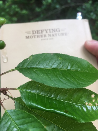 Prunus alleghaniensis