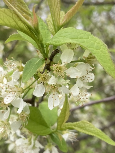 Prunus americana (American Red Plum) — photo