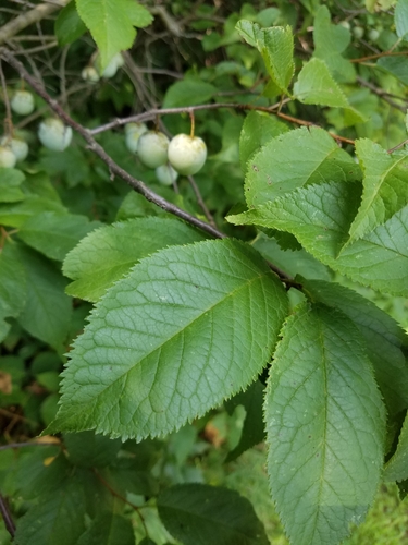 Prunus americana var. lanata (Bigtree Plum) — photo