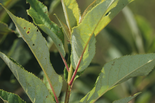 Prunus americana var. lanata (Bigtree Plum) — photo
