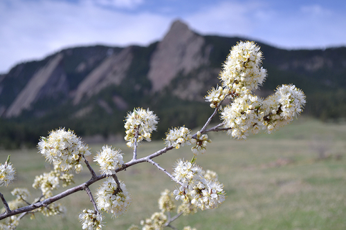 Prunus americana var. lanata