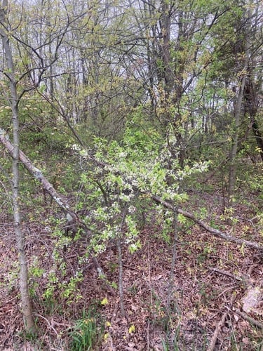 Prunus americana