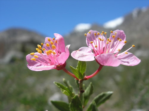 Prunus andersonii (Desert peach) — photo