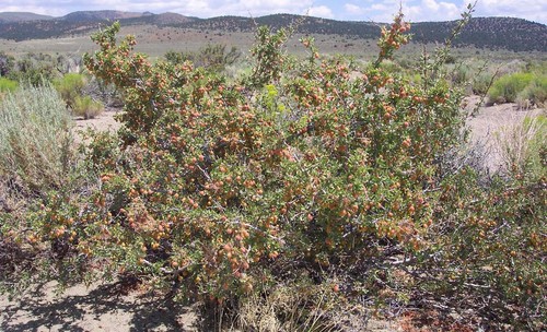 Prunus andersonii (Desert peach) — photo