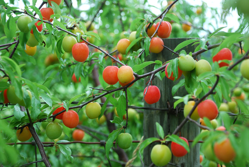 Prunus angustifolia (Chickasaw plum) — photo