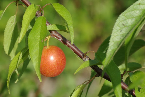 Prunus angustifolia (Chickasaw plum) — photo