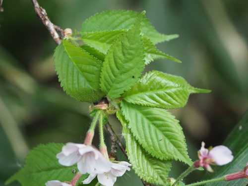 Prunus apetala (Clove cherry) — photo
