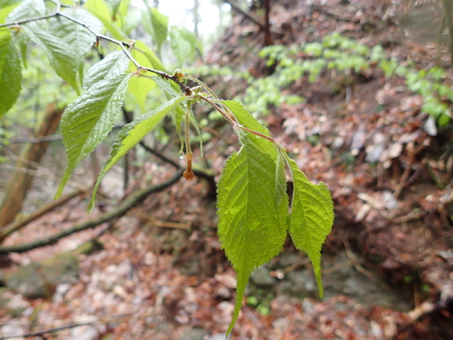Prunus apetala (Clove cherry) — photo