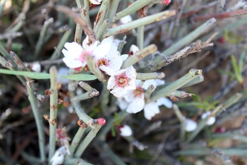Prunus arabica — photo