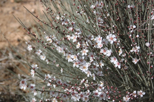 Prunus arabica