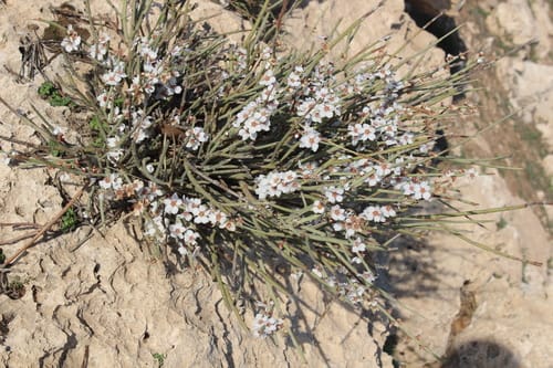 Prunus arabica — photo