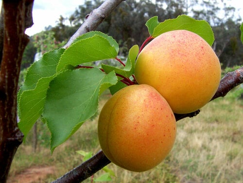 Prunus armeniaca var. mandschurica