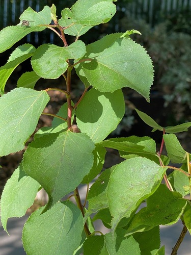 Prunus armeniaca var. mandschurica (Manchurian apricot) — photo