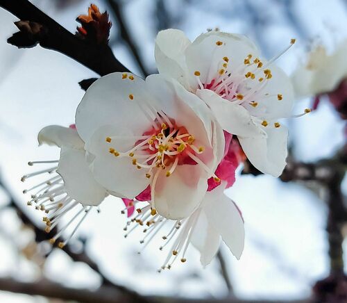 Prunus armeniaca var. mandschurica (Manchurian apricot) — photo