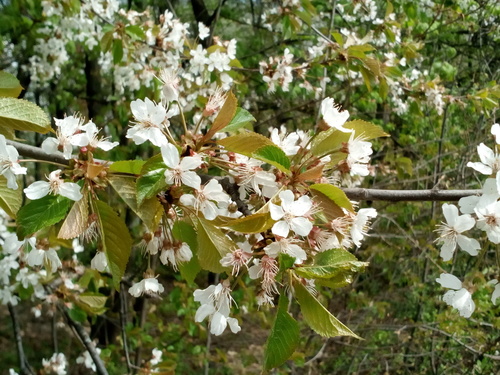 Prunus avium (Sweet cherry) — photo
