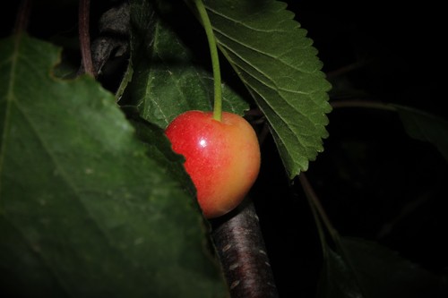 Prunus avium (Sweet cherry) — photo