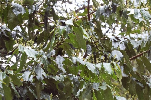 Prunus barbata