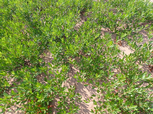 Prunus besseyi (Western sand cherry) — photo