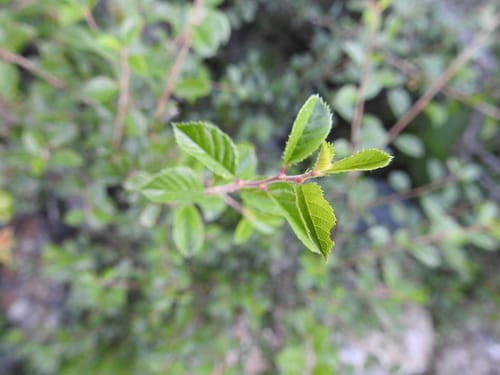Prunus bifrons (Red-fruited cherry) — photo