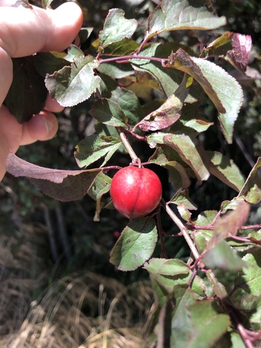 Prunus bokhariensis (Bokhara plum) — photo