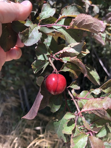 Prunus bokhariensis (Bokhara plum) — photo