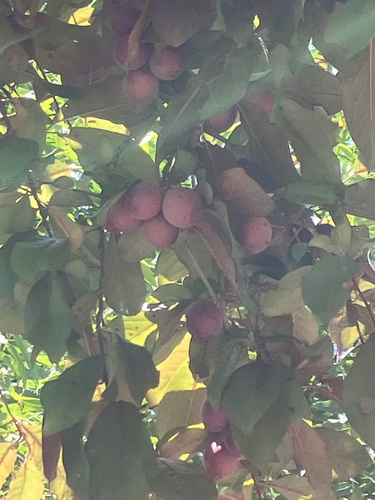 Prunus bokhariensis