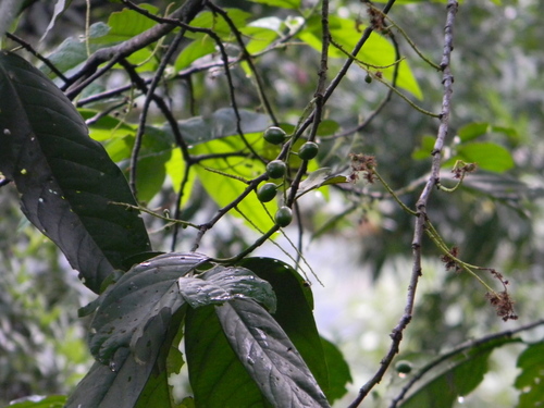 Prunus brachybotrya — photo