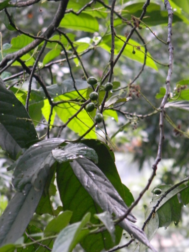 Prunus brachybotrya — photo