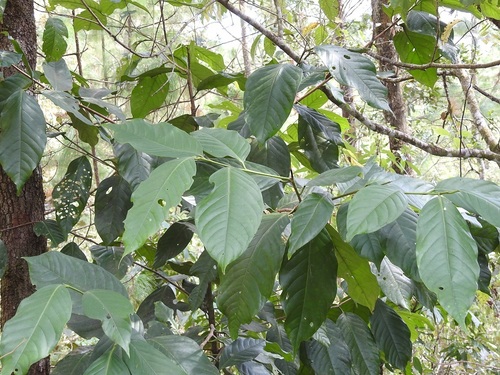 Prunus brachybotrya