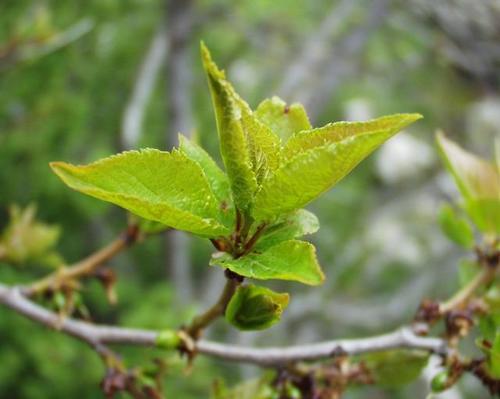 Prunus brigantina (Briancon apricot) — photo