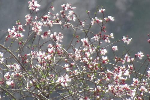 Prunus bucharica (Bukhara almond) — photo